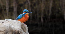 Common kingfisher (Alcedo atthis) male perched on a rock, with flies around it. The bird scratches its head with its foot and preens its feathers. Then the animal takes off and leaves the frame. Sierr...