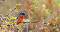 Common kingfisher (Alcedo atthis) male perched on a branch, preening its feathers, Sierra de Grazalema Natural Park, Spain. October.
