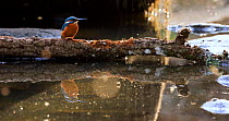 Common kingfisher (Alcedo atthis) male perched on a log at the edge of a river, at dawn. The animal is surrounded by a swam of insects. Sierra de Grazalema Natural Park, Spain. October.