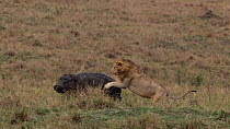 Tracking shot of a Lion (Panthera leo) male solo hunting a Hippopotamus (Hippopotamus amphibius). The lion leaps onto the back of the animal and takes it down. It subdues the Hippo by biting it around...