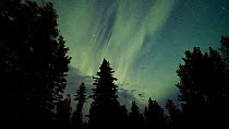 Timelapse of Aurora Borealis (KP 7) moving over Conifer (Pinophyta sp.) forest, Figure Eight Lake, Provincial Park, Alberta, Canada.