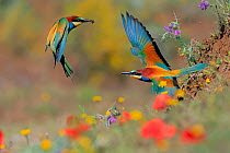 European bee-eater (Merops apiaster) male offering insect to female in courtship as they fly beside bank in meadow with flowers, Sierra de Grazalema Natural Park, Cdiz, Spain, June.
