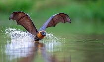 Grey-headed Flying fox (Pteropus poliocephalus) in flight, dipping belly into water to cool down and get a drink, Myuna Wetlands, Doveton, Victoria, Australia, February.