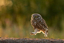 Little owl (Athene noctua) running across ground while foraging for beetles, Britsigovo, Bulgaria.