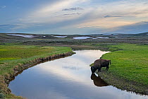 American bison (Bison bison) bull drinking from mountain creek at dusk, Yellowstone National Park, Wyoming, USA, May.
