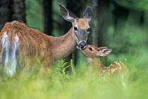 Whitetailed deer (Odocoileus virginianus) mother grooming fawn in woodland, Acadia National Park, Maine, USA, June.