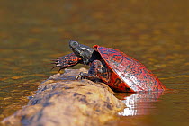 Northern red-bellied turtle (Pseudemys rubriventris) hauling out of water onto log to bask, Maryland, USA.