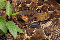 Gravid Timber rattlesnake (Crotalus horridus) female curled up with Gravid Northern copperhead (Agkistrodon contortrix) female, Maryland, USA.