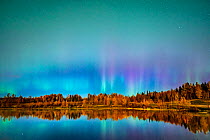Aurora Borealis over Obed Lake and surrounding forest, Alberta, Canada, September.