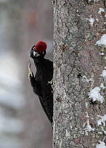 Black woodpecker (Dryocopus martius) male scratching head with foot whilst perching on tree trunk, Finland, February.