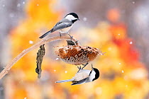Black-capped chickadees (Poecile atricapilla) feeding from sunflower seedhead in snow, Freeville, New York, USA, February.