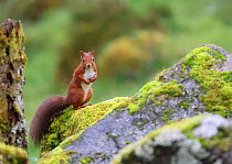 Red squirrel (Sciurus vulgaris) sitting on moss covered rocks in garden, Perthshire, Scotland, UK, September.