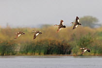 Red-billed Teal (Anas erythrorhyncha) flock in flight over lake, Elephant Marsh, Malawi, October.