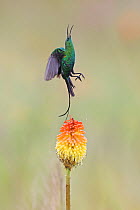 Malachite sunbird (Nectarinia famosa) taking flight from an Aloe ~(Aloe sp.) flower to catch insect, Balgowan, KwaZulu Natal Province, South Africa, January.