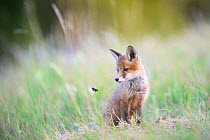 Red fox (Vulpes vulpes) cub watching Butterfly (Lycaenidae sp.) whilst sitting in grass outside of den, Valgamaa county, Estonia.