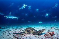 Green turtle (Chelonia mydas) sleeping on sea floor at cleaning station amongst Garden eels (Heteroconger sp.) as Scalloped hammerhead sharks (Sphyrna lewini) swim above, Darwin Island, Galapagos, Ecu...