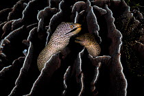 Spotted moray eel (Gymnothorax meleagris) pair coming together within a colony of Leaf coral (Pavona decussata) to spawn, Kagoshima Prefecture, Japan, Pacific Ocean.