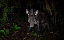 South American tapir (Tapirus terrestris) foraging at night, Atlantic Rainforest, Sao Paulo, Brazil. Endangered.
