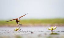 African jacana (Actophilornis africanus) running across pool with lily pads with wings sread, Chobe River, Botswana.