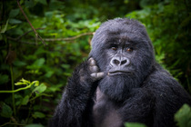 Mountain gorilla (Gorilla beringei beringei) looks over shoulder and presses hand and finger against face, reminiscent of a 'call me' sign, Volcanoes National Park, Rwanda. Critically endang...