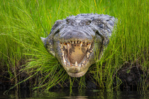 Nile crocodile (Crocodylus niloticus) lying on riverbank with mouth open, Chobe River, Botswana.