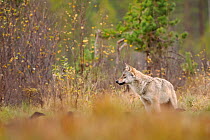 Eurasian wolf (Canis lupus lupus) standing in forest watching Crows (Corvus sp.), Finland. October.