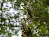 Spotted flycatcher (Muscicapa striata) male with insect prey in beak, hovering above a begging female, offering food during courtship, Forest of Dean, Gloucestershire, UK. May.