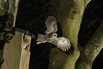 Tawny owl (Strix aluco) taking flight from garden nest box after delivering Cockchafer (Melolontha melolontha) prey to chick perched at entrance, Wiltshire, UK. May.