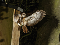 Tawny owl (Strix aluco) perched at the entrance to garden nest box with Wood mouse (Apodemus sylvaticus) prey in beak, feeding chick, Wiltshire, UK. May.