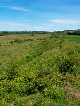 Dyke on scrubland, Martin Down National Nature Reserve, Hampshire, England, UK. May, 2020.
