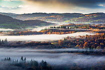 Mist over woodland at sunrise as seen from Todd Crag, Lake District, Cumbria, UK, November 2020.