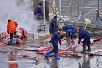 Workers at whaling station cutting up Fin whale (Balaenoptera physalus) carcass, Hvalfjorour, Iceland. August, 2022.