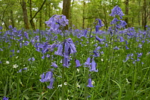 Bluebells (Hyacinthoides non-scripta) and Greater stitchwort (Stellaria holostea) in flower in Oak (Quercus robur) woodland, Carstramon Wood, Dumfries and Galloway, Scotland, UK. May.