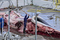Worker at whaling station standing next to Fin whale (Balaenoptera physalus) carcass, Hvalfjorour, Iceland. August, 2022.