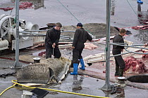 Workers at whaling station with moving section of Fin whale (Balaenoptera physalus) carcass, Hvalfjorour, Iceland. August, 2022.