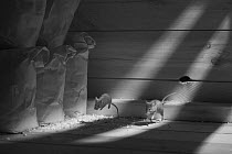 Two House mice (Mus musculus) entering garden shed through hole in wall to forage on bird seed, Greater Manchester, UK. December. Camera trap and infra-red converted flash.
