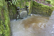 Combined sewer outfall discharging raw sewage, River Tame, Greater Manchester, UK. January, 2023.
