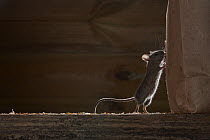 House mouse (Mus musculus) nibbling on bag of bird seed in garden shed, Greater Manchester, UK. November. Camera trap.