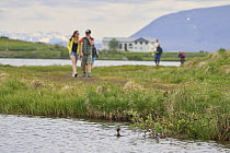 Slavonian grebe (Podiceps auritus) male, on water with people walking along edge of lake, Lake Myvatn, Iceland. June, 2023.