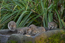 Group of Brown rats (Rattus norvegicus) feeding on bird seed, Reddish Vale Country Park, Greater Manchester. January.