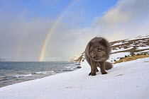 Arctic fox (Vulpes lagopus) blue colour morph in winter coat, standing on snow along the coast with rainbow in background, Hornstrandir, Iceland. February.
