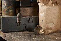 Two House mice (Mus musculus) feeding on bag of seed inside garden shed, Greater Manchester, UK. October. Camera trap.