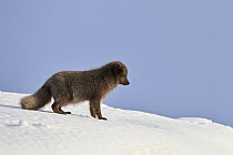 Arctic fox (Vulpes lagopus) male, blue colour morph in winter coat, standing on snow, Hornstrandir, Iceland. February.