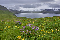 Wood cranesbill (Geranium sylvaticum) and Meadow buttercup (Ranunculus acris) in flower on hillside with lake and mountains in background, Hornvk, Hornstrandir, Iceland. July.