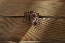 House mouse (Mus musculus) squeezing through hole in garden shed, Greater Manchester, UK. December. Camera trap.