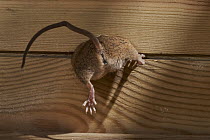 House mouse (Mus musculus) squeezing through hole in garden shed, Greater Manchester, UK. December. Camera trap.
