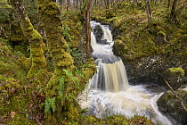 Waterfall in Oak (Quercus sp.) woodland with epiphytic ferns, Wood of Cree, Dumfries and Galloway. Scotland, UK. March, 2023.