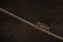 House mouse (Mus musculus) scurrying along piece of rope in garden shed, Greater Manchester, UK. January. Camera trap.