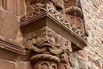 Romanesque carving on south doorway of St Mary & St David Church featuring a a man's head spouting foliage (Green Man symbol), Kilpeck, Herefordshire, England, UK, October 2015. Carved by Herefor...