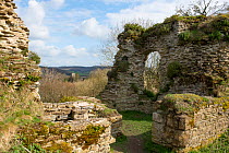Ruins of Wigmore Castle featuring a ruined tower, with Wigmore Church behind, Herefordshire, England, UK. April, 2015. Built in medieval era and destroyed during Civil War.